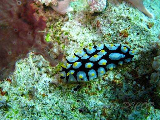 Phyllidia ruepellii.JPG
